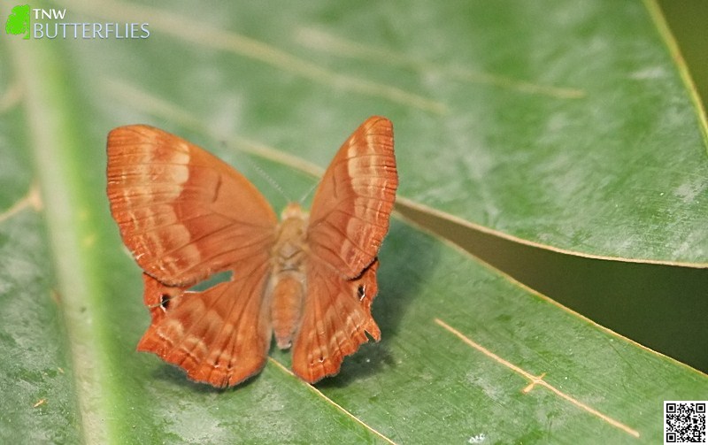 Malayalam Butterfly Names